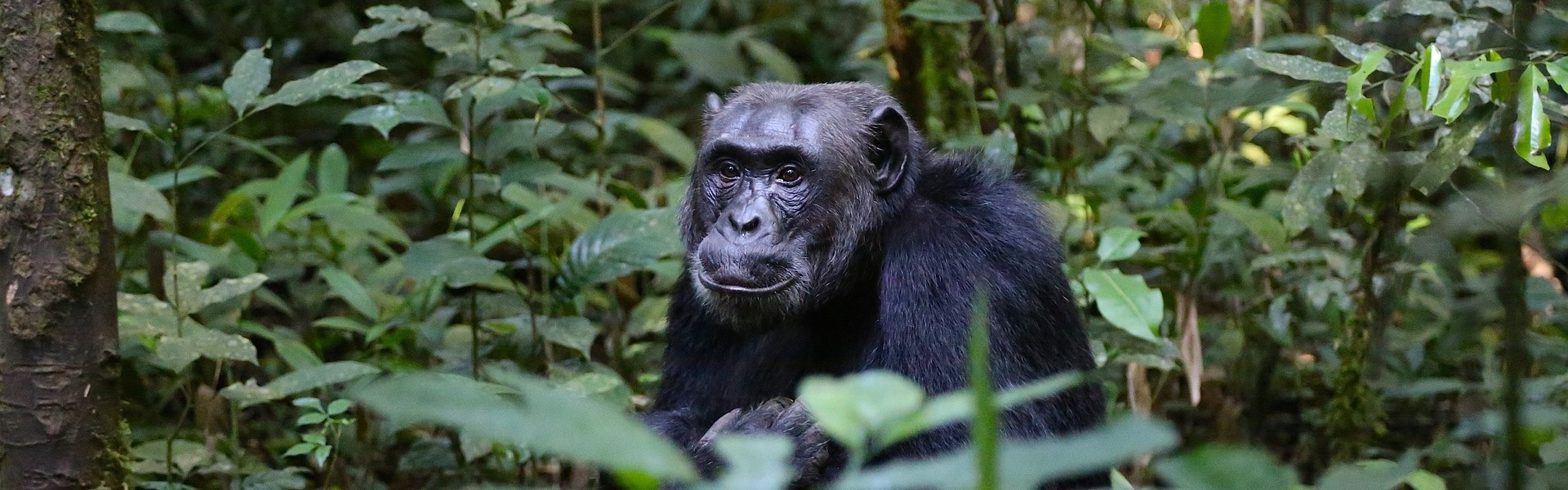 Uganda Dschungel mit Gorilla